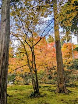 京都　三千院の風景 京都,京都観光,三千院の写真素材