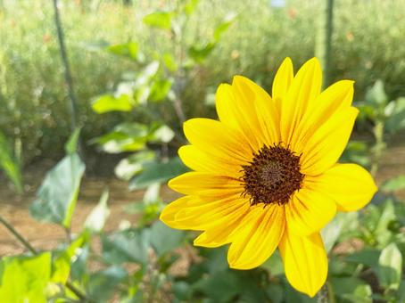 向日葵の花 向日葵の花の写真