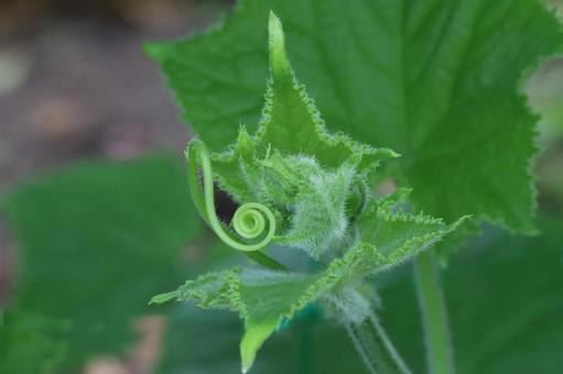 Cucumber sprouts, JPG