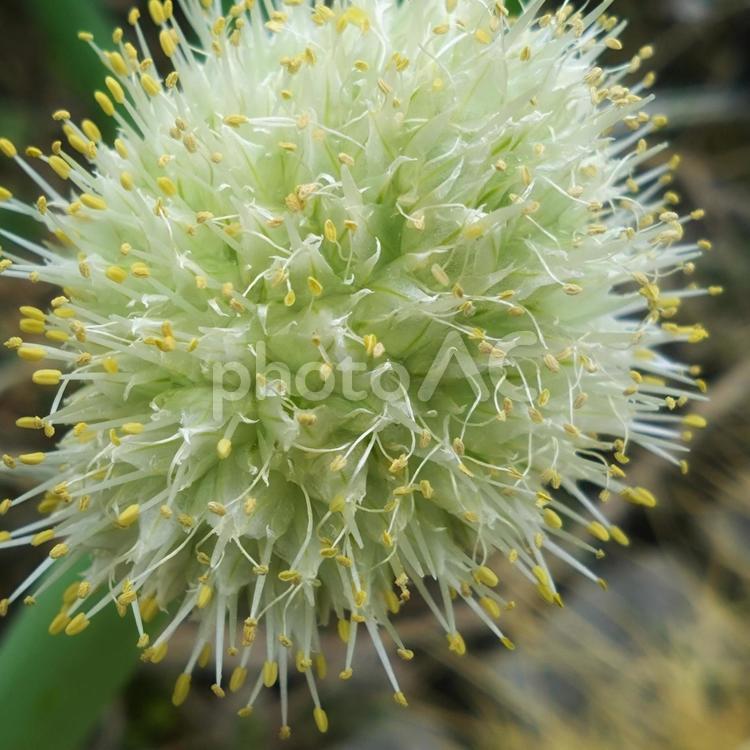  ネギ坊主の咲く季節　花の細やかな世界 花壇,自然,ナチュラルガーデンの写真素材