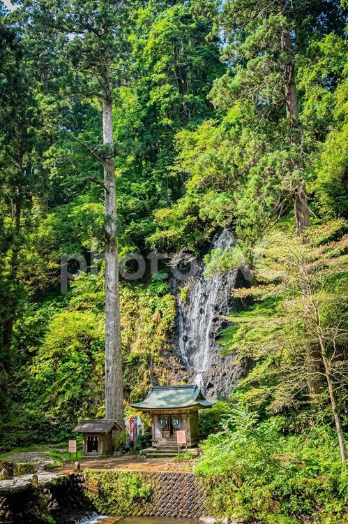 山形県　羽黒山五重塔 風景,草木,草の写真素材