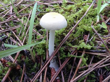 Photo, mushroom, woods, rainy season, 