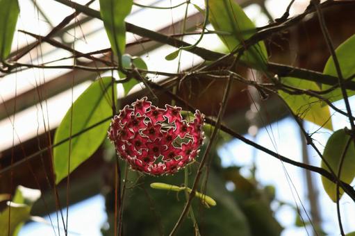 赤いサクラランの花のアップ 赤いサクラランの花のアップの写真