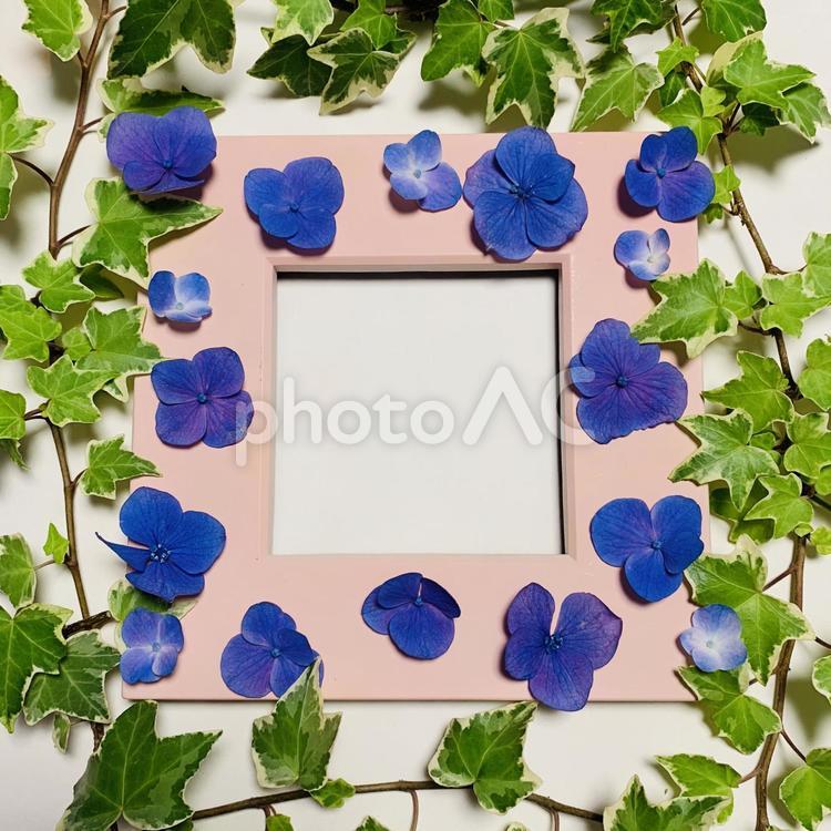 アジサイフレームアイビー フレーム,フラワー,アジサイの写真素材