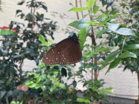 チョウ チョウ チョウ,黒,虫の写真素材