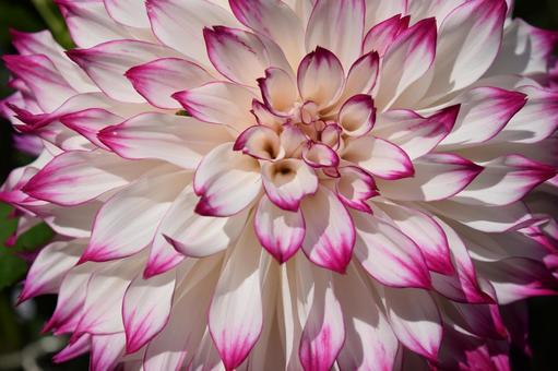 ダリアの花 ダリアの花,ダリア,ダリア園の写真素材