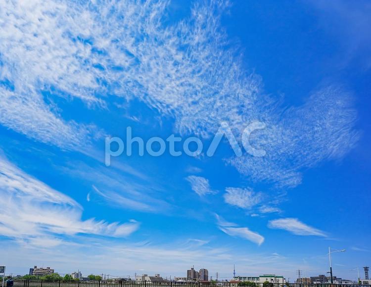 夏空の下のスカイツリーと奥戸の街 夏空,夏,空の写真素材