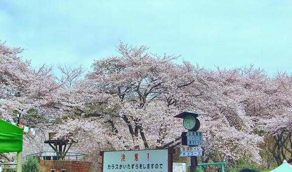 清水公園の桜-70 清水公園の桜-70の写真