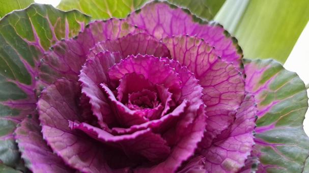 葉牡丹 葉牡丹 葉牡丹,植物,ピンクの写真素材