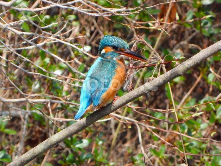 茂みの前のカワセミ カワセミ,野鳥,野生の写真素材