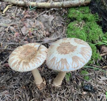 キノコ（不明） きのこ,茸,キノコの写真素材