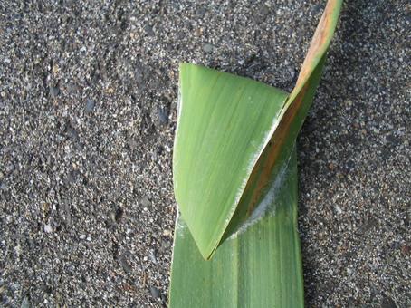 コマチグモ01 蜘蛛,コマチグモ,虫の写真素材