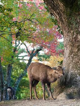 鹿と紅葉 鹿,紅葉,野生の写真素材