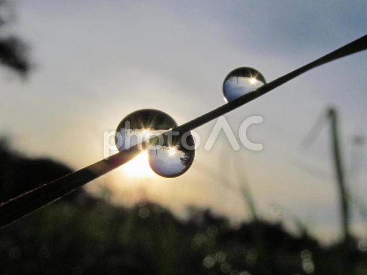 水滴と朝の光Water drops 水滴,しずく,雨の写真素材