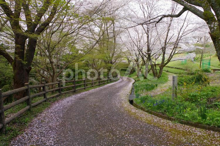 桜の散り花の道 桜,道,木々の写真素材