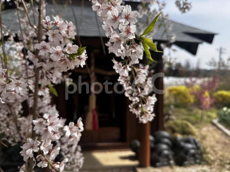 金毘羅桜　枝垂れ桜　神社 桜,さくら,福島の写真素材