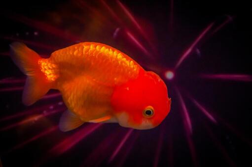 金魚 金魚の写真