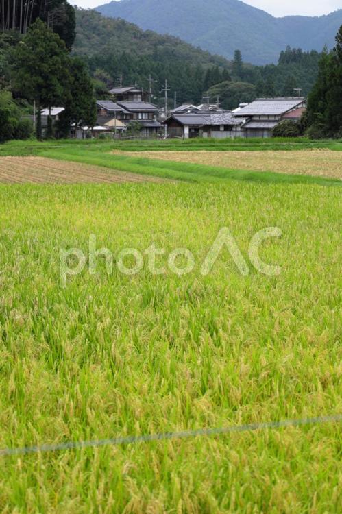 田園風景 田んぼ,稲,稲穂の写真素材