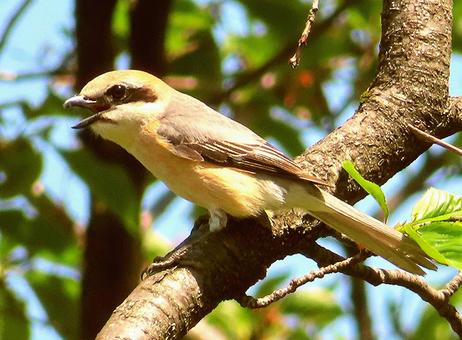 Photo, uguusu, warbler, harutsuge dori, 