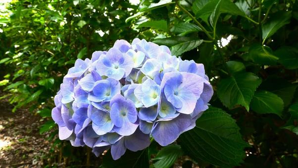 あじさいの花 あじさいの花の写真