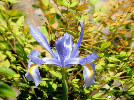 Photo, dutch iris, iris, iridaceae, 