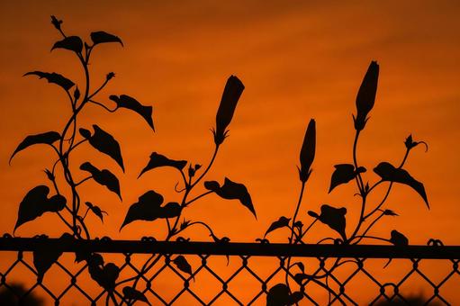 夕焼けの植物シルエット 夕焼けの植物シルエットの写真