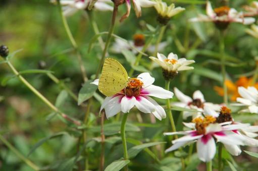 百日草の蜜を吸う黄色い蝶々 蝶々,ちょう,黄色の写真素材