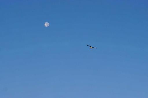 月とカモメ・早朝の青空 月とカモメ・早朝の青空 青空,月,鳥の写真素材