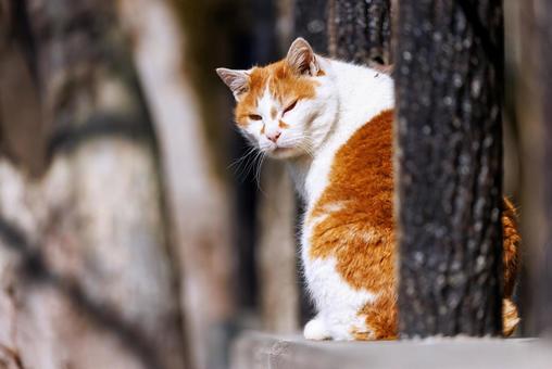 Stray cats on the Kyoto Philosopher's Path, JPG