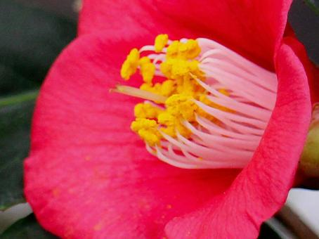 日本の花 日本の花の写真