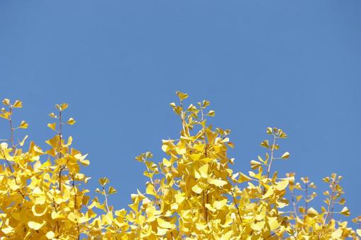 青空に輝く黄色い銀杏 青空に輝く黄色い銀杏 銀杏,いちょう,銀杏の木の写真素材