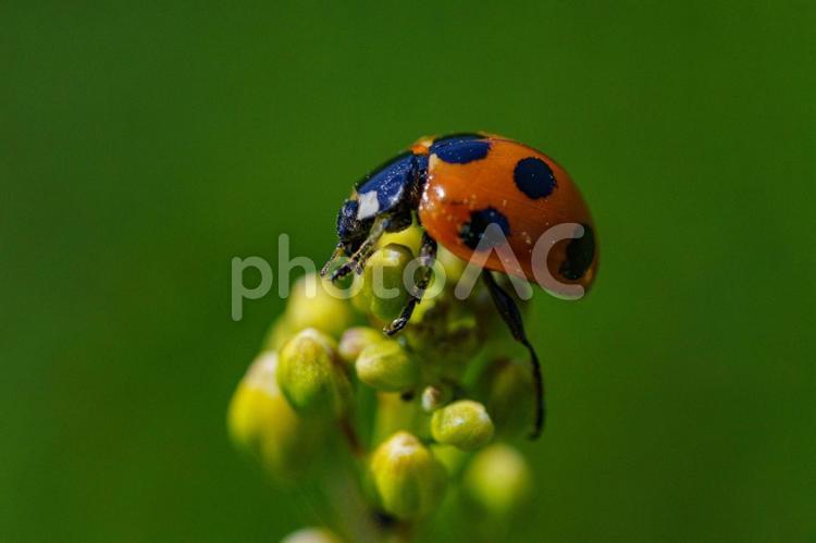 好物のアブラムシを探すテントウムシ 昆虫,虫,テントウムシの写真素材