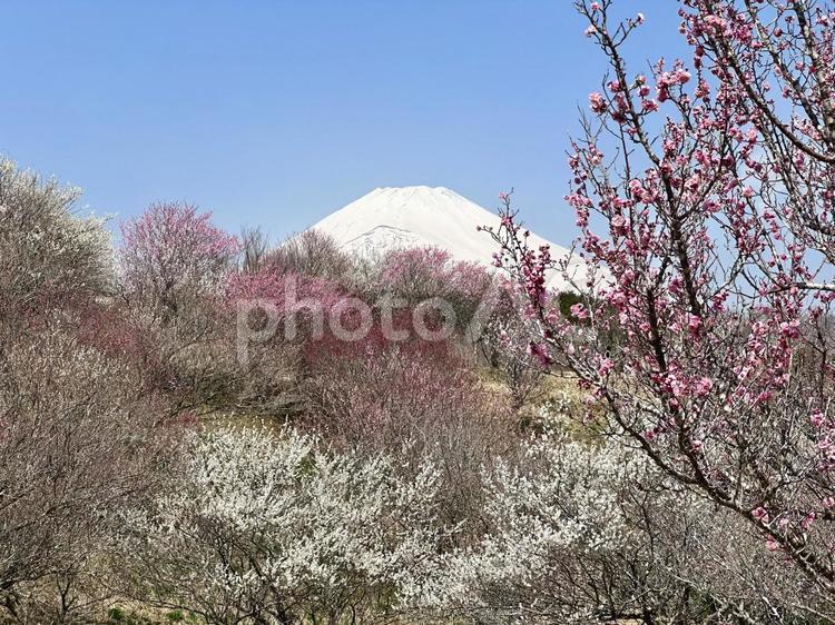 梅の花と雪に覆われた富士山 富士山,梅,ウメの木の写真素材