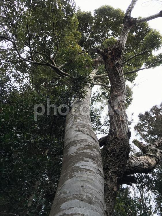 樹木 blog,leaf,natureの写真素材