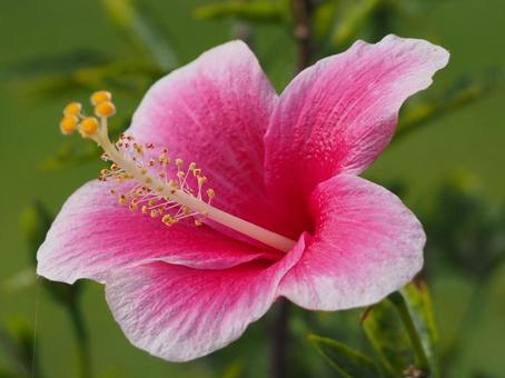 hibiscus, JPG