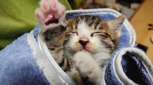 眠る子猫 眠る子猫 猫,子猫,寝るの写真素材