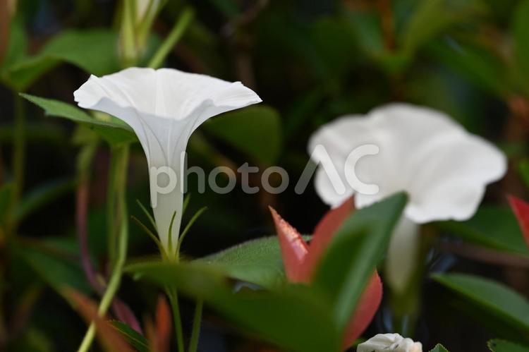 家の庭に咲いた白い朝顔 朝顔,アサガオ,白い花の写真素材