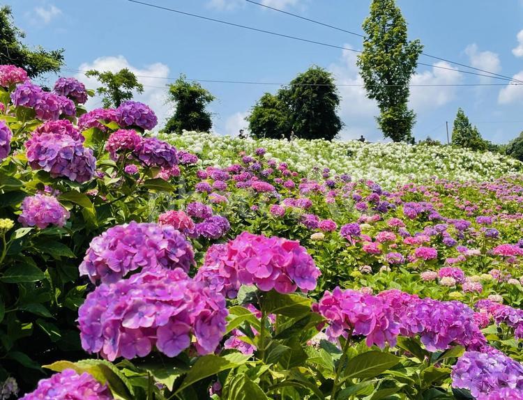 アジサイ（かざはやの里） あじさい,紫陽花,アジサイの写真素材