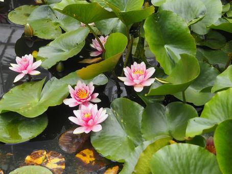 Pink water lily flowers blooming in a pond, JPG Pink water lily flowers blooming in a pond, JPG