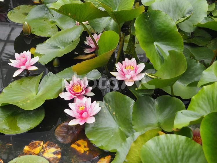池に咲くピンク色の水蓮の花 水蓮,花,スイレンの写真素材