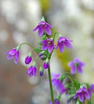 サクラソウモドキ サクラソウモドキの写真