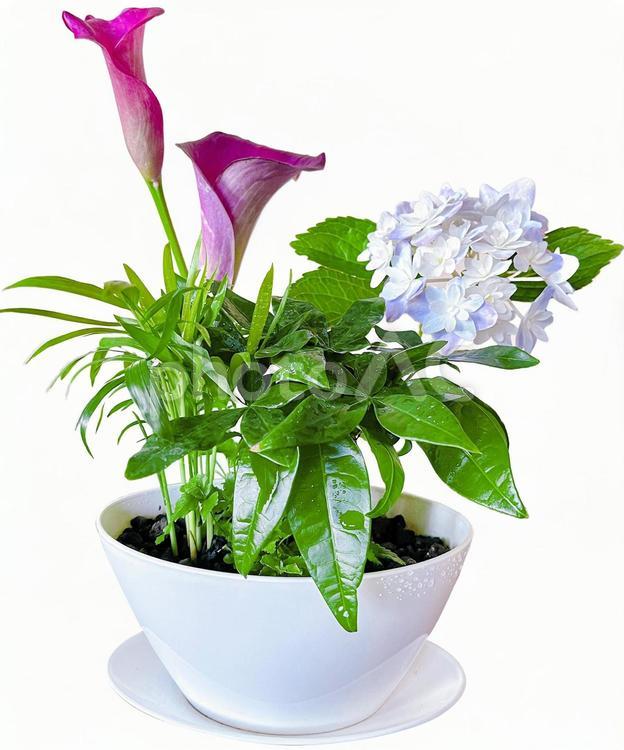 観葉植物と花の切抜き 観葉植物,花,癒しの写真素材