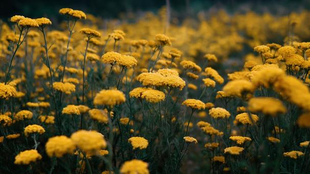 画面いっぱいの黄色の花 画面いっぱいの黄色の花の写真