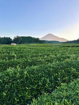 朝の茶畑から見る富士山 富士山,茶畑,お茶の写真素材