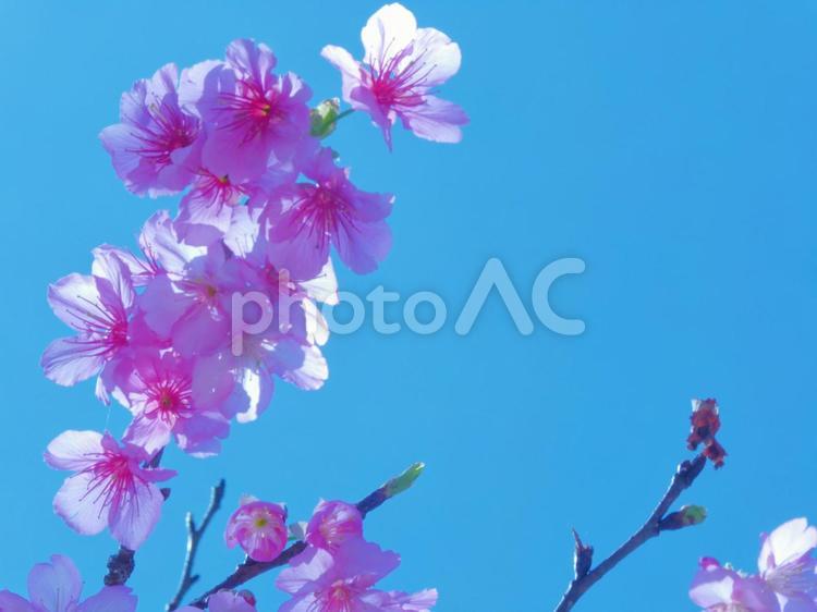 花素材＿桜咲く季節 桜,花,花素材の写真素材