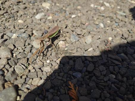 カマキリ カマキリの写真
