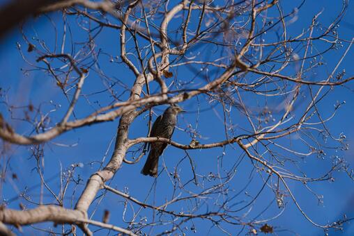 枝に止まって羽を休めるヒヨドリ ムクドリ,野鳥,鳥の写真素材