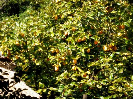 お寺の境内で鈴なりになった柿の実 木,樹木,木々の写真素材