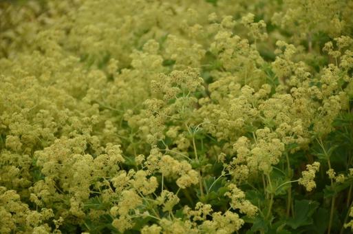 たくさんの黄色お花さん たくさんの黄色お花さんの写真