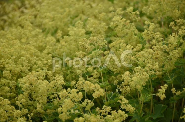 たくさんの黄色お花さん 北海道,夏,花の写真素材